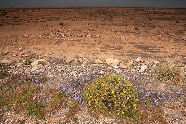 Strandflieder (Limonium spec.)