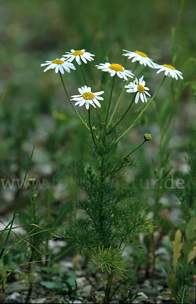 Strandkamille (Tripleurospermum maritimum)