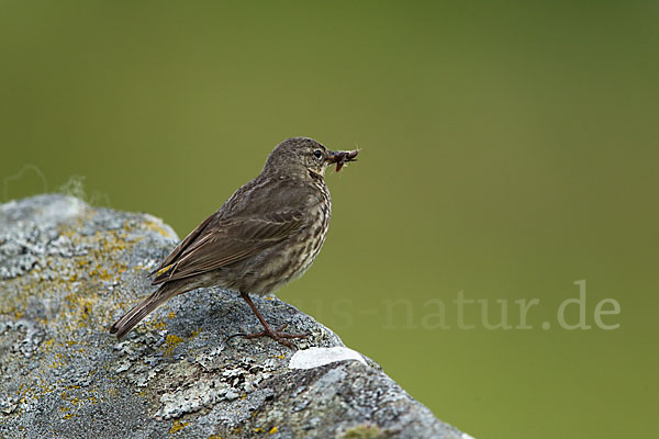 Strandpieper (Anthus petrosus)