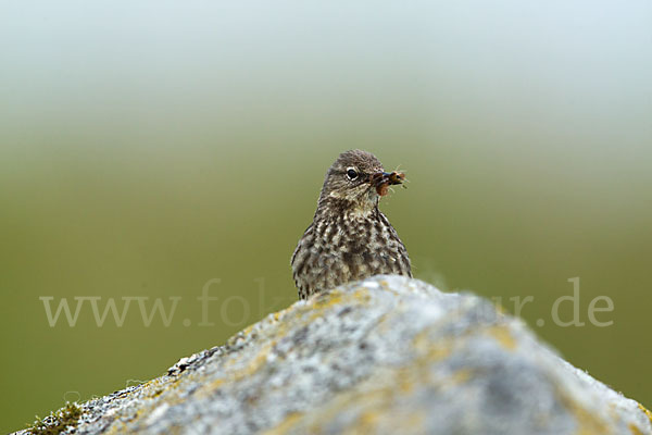 Strandpieper (Anthus petrosus)