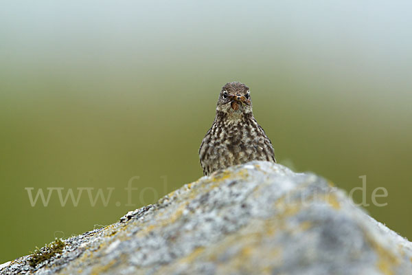 Strandpieper (Anthus petrosus)