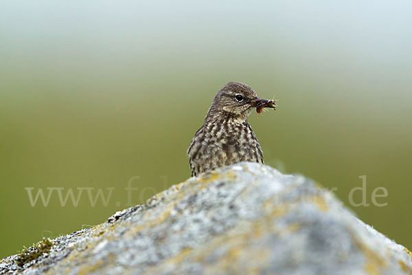 Strandpieper (Anthus petrosus)