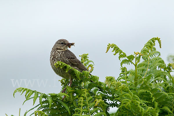 Strandpieper (Anthus petrosus)