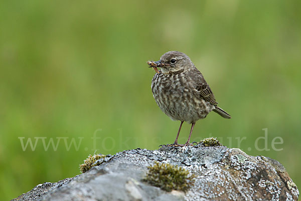 Strandpieper (Anthus petrosus)