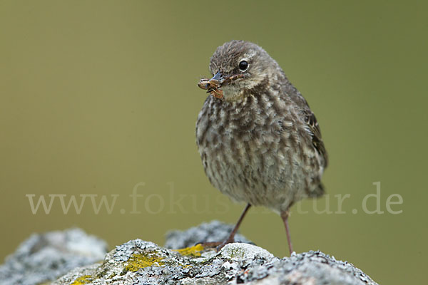 Strandpieper (Anthus petrosus)