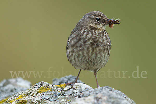 Strandpieper (Anthus petrosus)