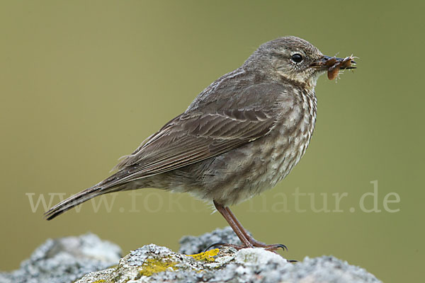 Strandpieper (Anthus petrosus)