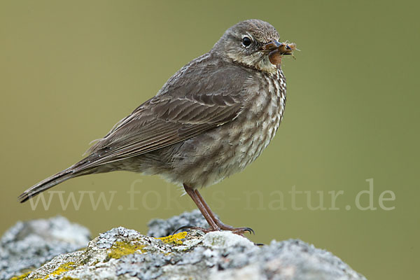 Strandpieper (Anthus petrosus)