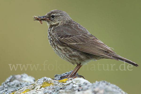 Strandpieper (Anthus petrosus)