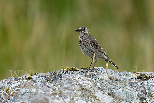 Strandpieper (Anthus petrosus)