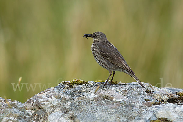 Strandpieper (Anthus petrosus)