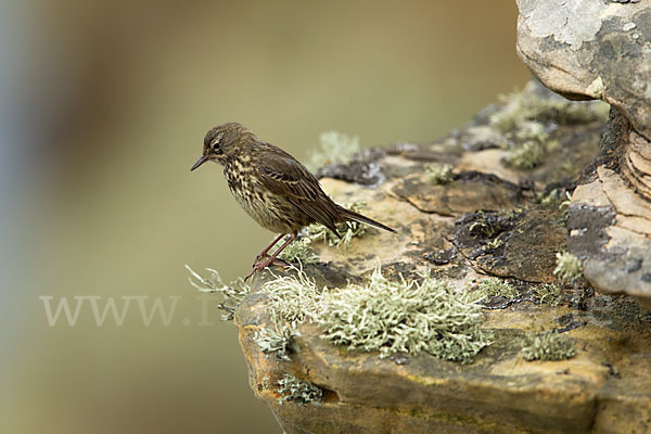 Strandpieper (Anthus petrosus)