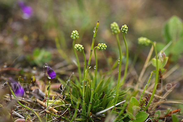 Strandwegerich (Plantago maritima)