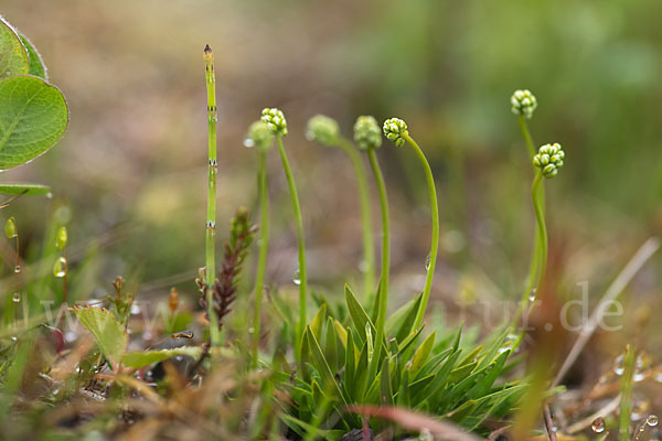 Strandwegerich (Plantago maritima)