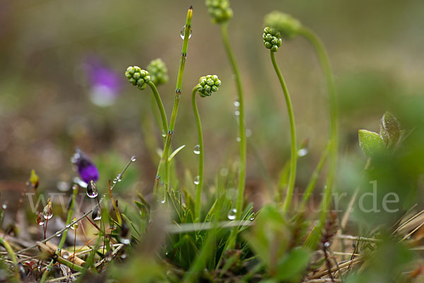 Strandwegerich (Plantago maritima)