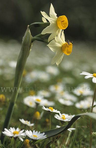 Strauß-Narzisse (Narcissus tazetta)