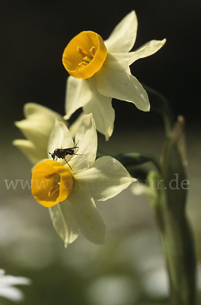 Strauß-Narzisse (Narcissus tazetta)