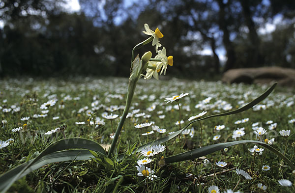 Strauß-Narzisse (Narcissus tazetta)