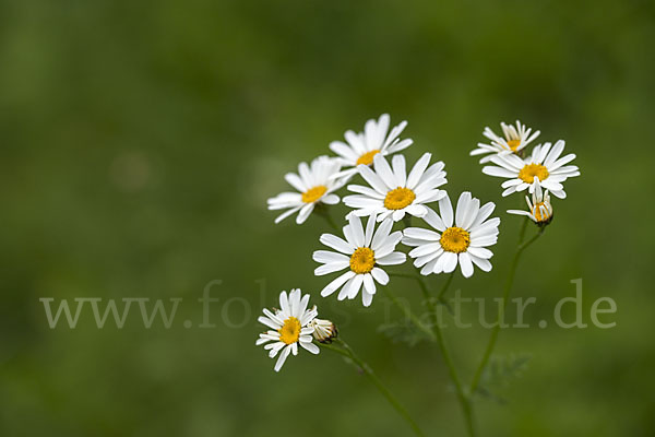 Straußblütige Wucherblume (Tanacetum corymbosum)