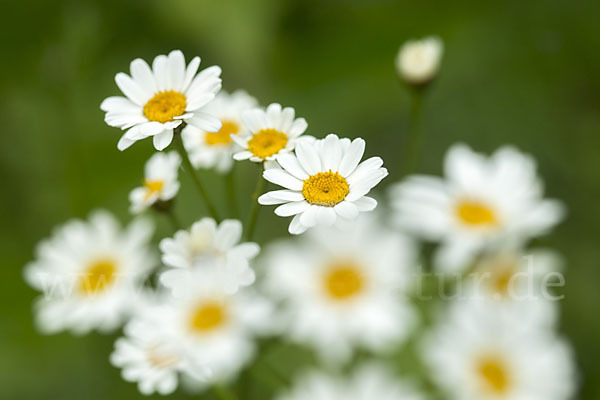 Straußblütige Wucherblume (Tanacetum corymbosum)