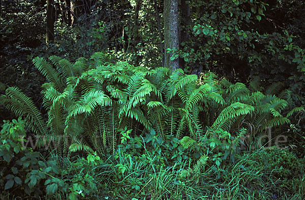 Straußenfarn (Matteuccia struthiopteris)