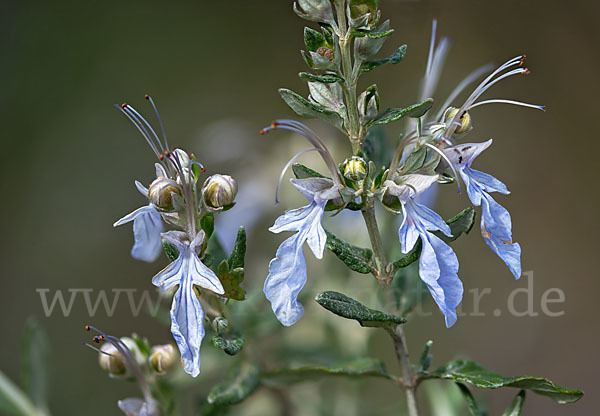 Strauchige Gamander (Teucrium fruticans)