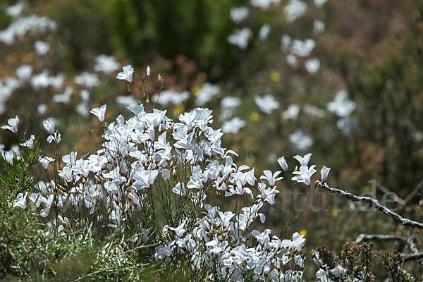 Strauchiger Lein (Linum suffruticosum)