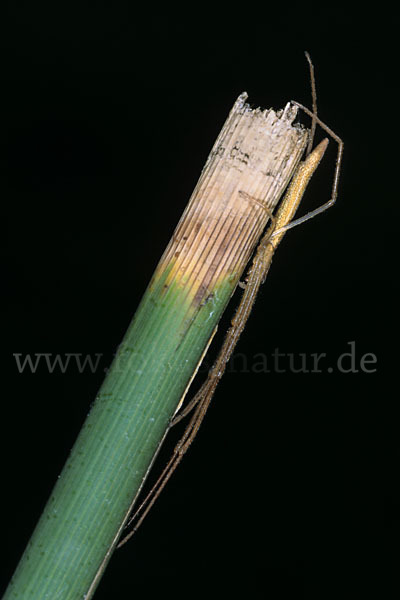 Streckerspinne spec. (Eucta kaestneri)