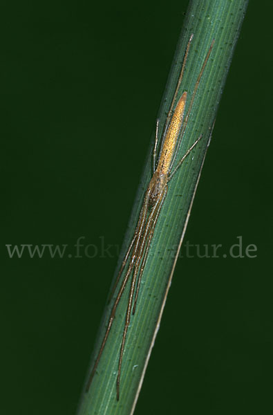 Streckerspinne spec. (Eucta kaestneri)