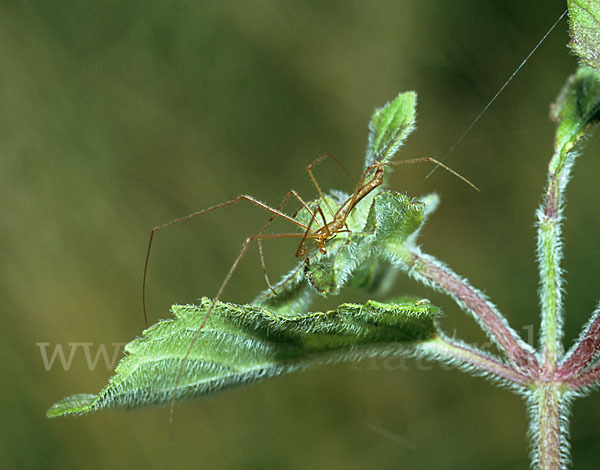 Streckerspinne spec. (Eucta kaestneri)