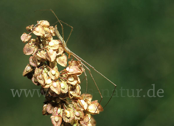 Streckerspinne spec. (Eucta kaestneri)