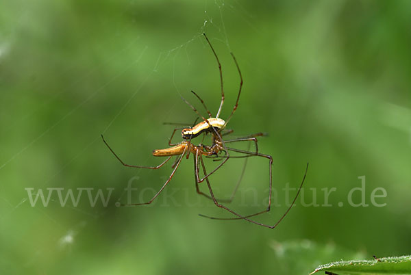 Streckerspinne spec. 1 (Tetragnatha spec)