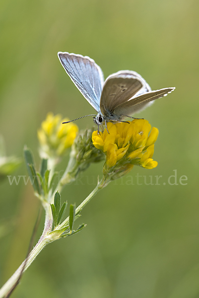 Streifenbläuling (Polyommatus damon)