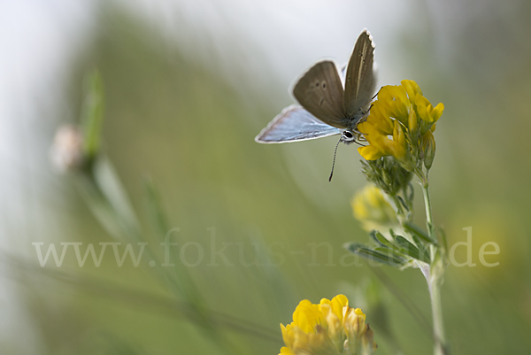 Streifenbläuling (Polyommatus damon)