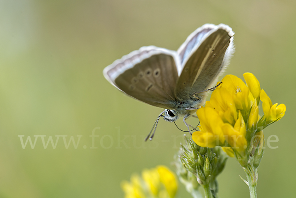 Streifenbläuling (Polyommatus damon)