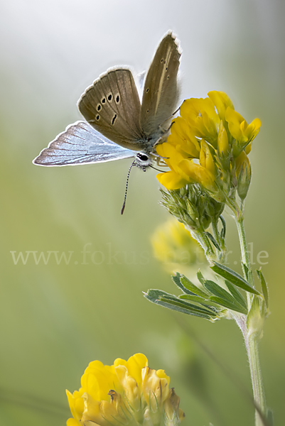 Streifenbläuling (Polyommatus damon)