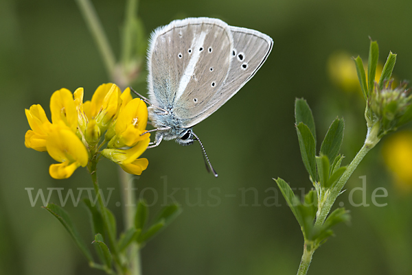 Streifenbläuling (Polyommatus damon)