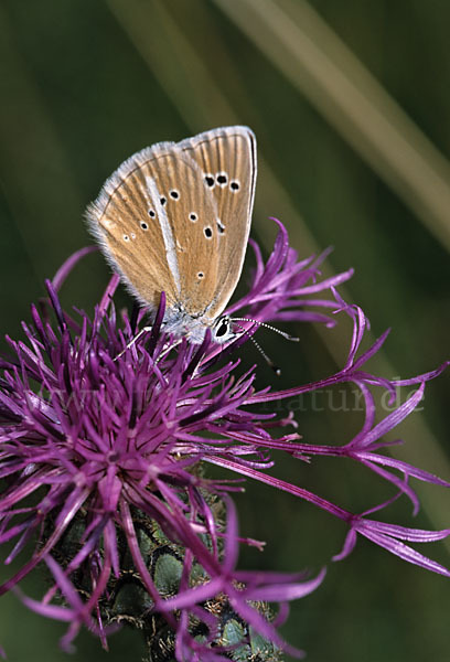 Streifenbläuling (Polyommatus damon)