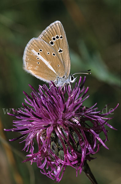 Streifenbläuling (Polyommatus damon)