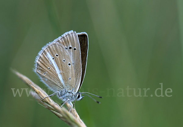 Streifenbläuling (Polyommatus damon)