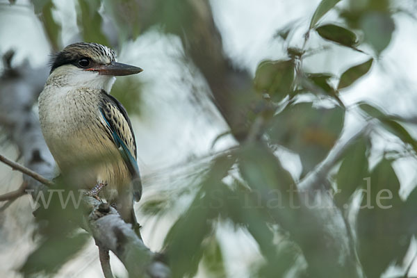 Streifenliest (Halcyon chelicuti)