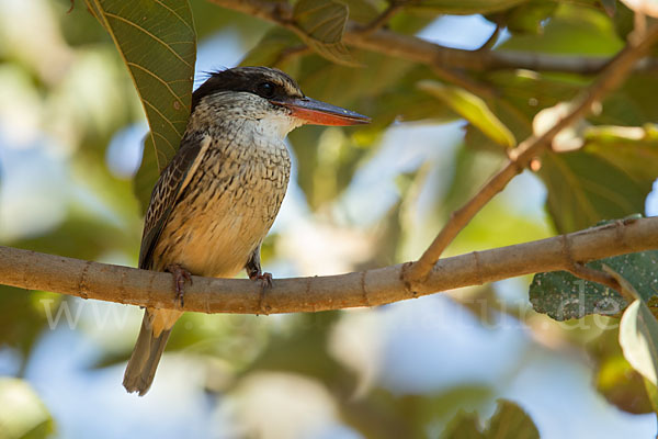 Streifenliest (Halcyon chelicuti)