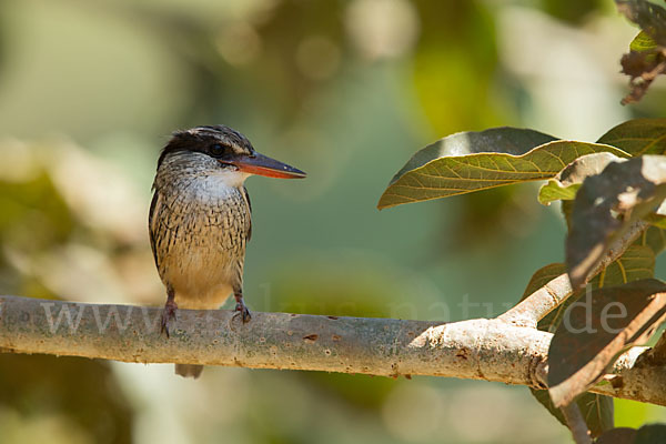 Streifenliest (Halcyon chelicuti)