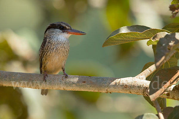 Streifenliest (Halcyon chelicuti)