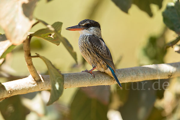 Streifenliest (Halcyon chelicuti)