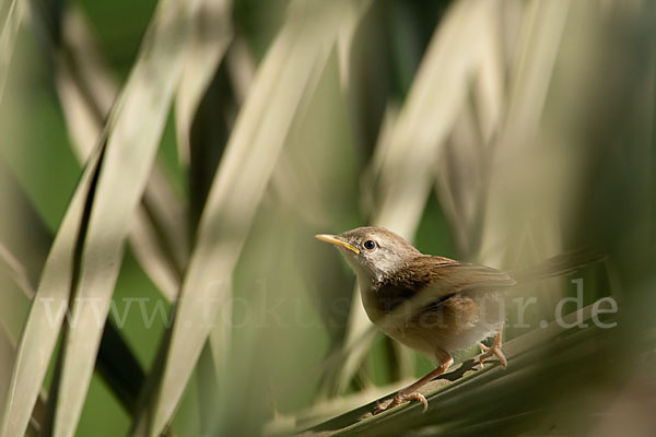 Streifenprinie (Prinia gracilis)