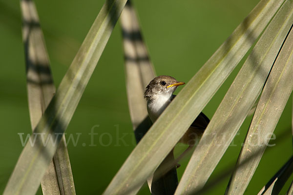 Streifenprinie (Prinia gracilis)