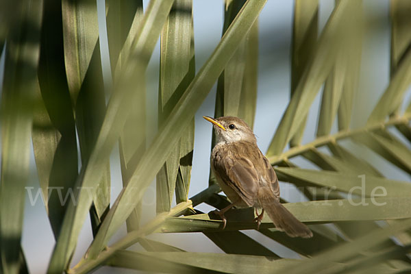 Streifenprinie (Prinia gracilis)