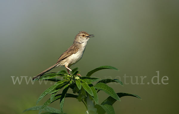 Streifenprinie (Prinia gracilis)