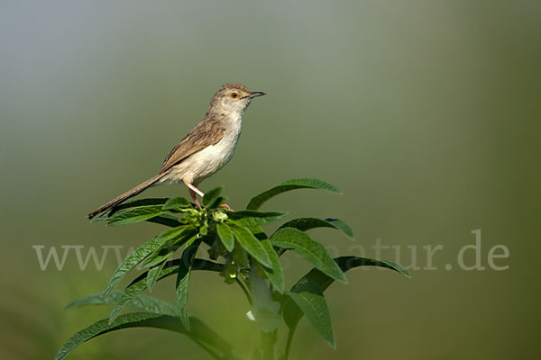 Streifenprinie (Prinia gracilis)